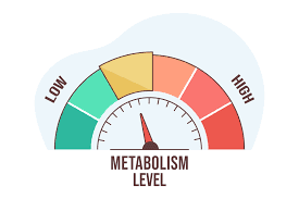 Metabolic Plasticity: How to Train Your Body for Energy Efficiency